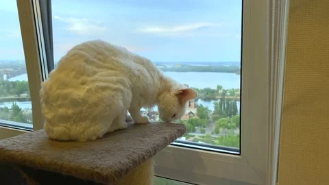 White Devon Rex cat sits near the window and watches Stock Footage 132244604