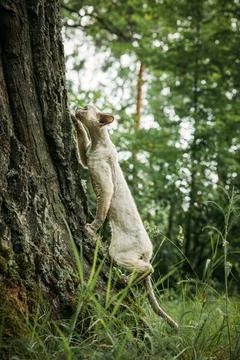 White Devon Rex Cat Standing on Hind Legs by Moss Covered Tree Stock-Fotos