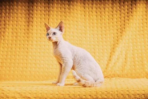 White Devon Rex Kitten Kitty. Short-haired Blue-eyed Cat Of English Breed On Fotos Stock