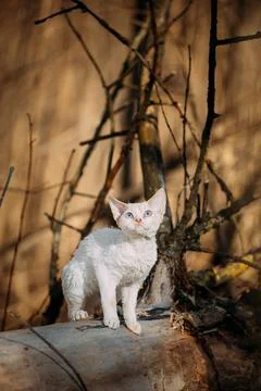 White Devon Rex Kitten Posing Among Dried Branches and Rustic Background Stock Photos