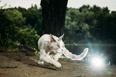 White Devon Rex Playing Near Water Playful Kitten with Reflection and Stockfoto's