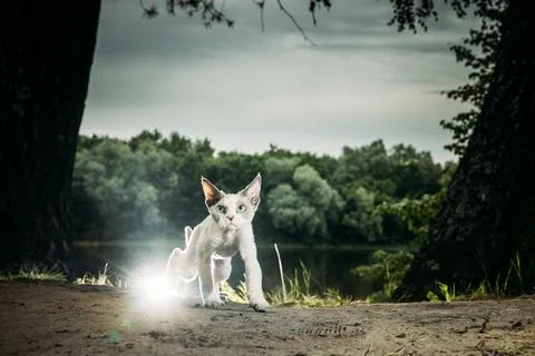 White Devon Rex Stretching by River Athletic Pose in Forest Natural Environme Stock-Fotos