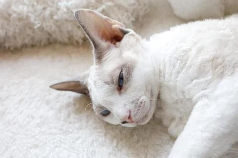 White Devonrex cat with blue eyes Foto stock