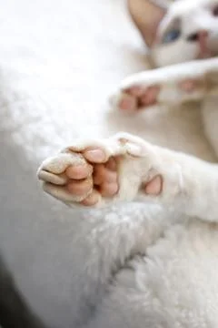 White Devonrex cat with blue eyes Stock Photos