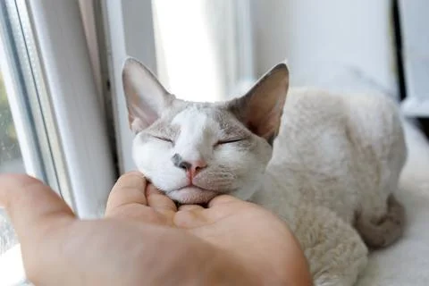 White Devonrex cat with blue eyes Stock Photos