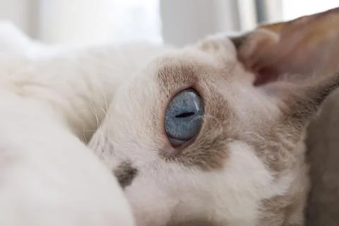 White Devonrex cat with blue eyes Stock Photos