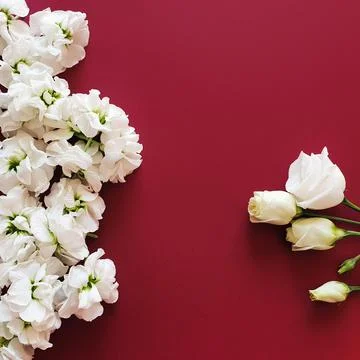 White different flowers on red background. copy space, invitation Stock-Fotos