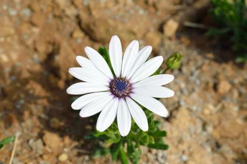 White dimorphotheca flower in garden Foto stock