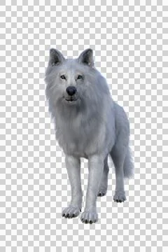 White Dire Wolf. 3d illustration isolated on transparent background, Illustrazione stock