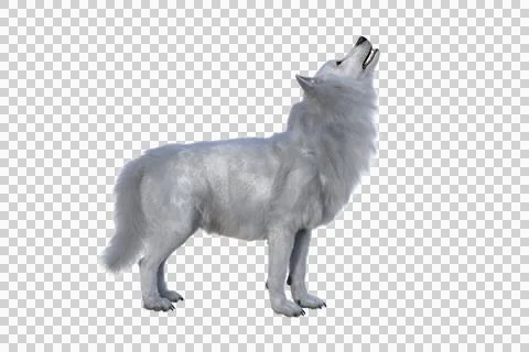 White Dire Wolf howling. 3d illustration isolated on transparent background, Stock Illustration