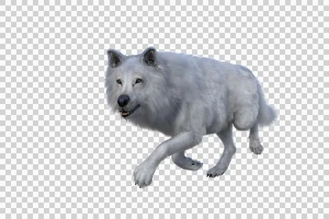 White Dire Wolf stalking. 3d illustration isolated on transparent background, Stock Illustration