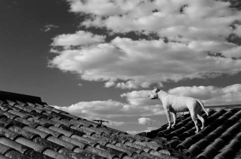 White dog and sky Stock Photos