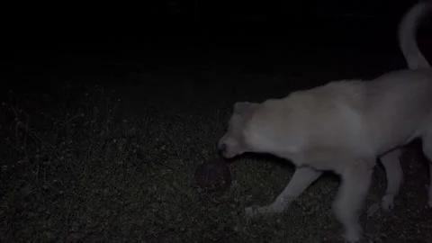 White dog barking at night Video stock 277696300