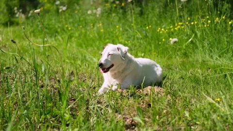 A white dog basking in the sun in the grass among the dandelions. Fresh air, res Stock Footage 280961953