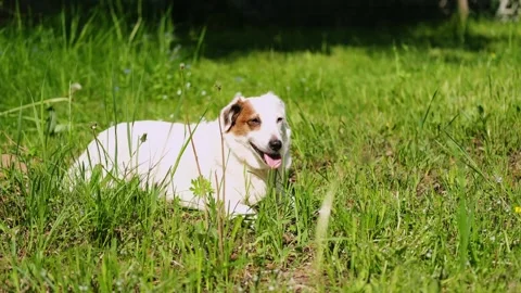 A white dog basking in the sun in the grass among the dandelions. Fresh air, res Stock Footage 280961960