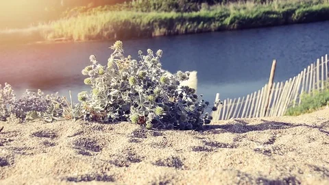 A white dog on the beach Stock Footage 78560127