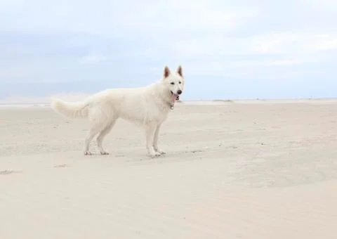 White dog on the beach 写真素材