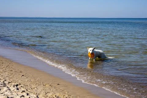 White dog on the beach. Stock Photos