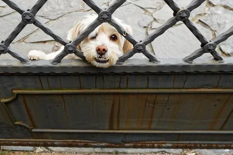 White dog behind a gate Stock Photos