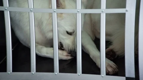 White dog behind the grate Stock Footage 83772957