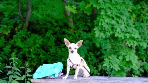 White dog on the bench Stock Footage 142459639