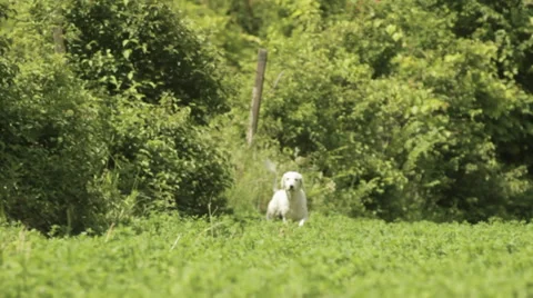 White dog in big grass. Video stock 36689583