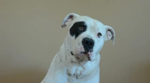 White dog with a black eye looking at camera 4072 Stock Footage 11171404
