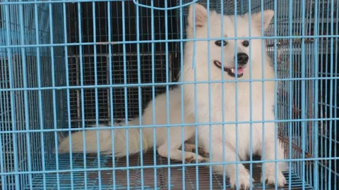 White dog in the cage 스톡 동영상 140519155