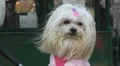 White dog in Cental Park Video HD