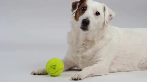A white dog chewing on a ball . Stock Footage 227899455