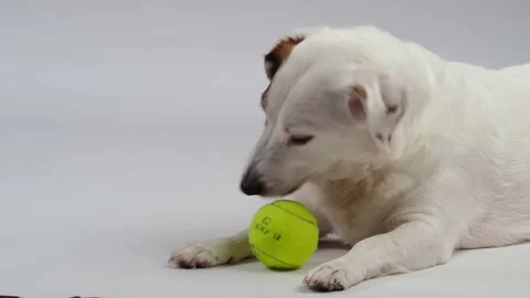 A white dog chewing on a ball . Stock Footage 227899464