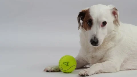 A white dog chewing on a ball . Stock Footage 227899465