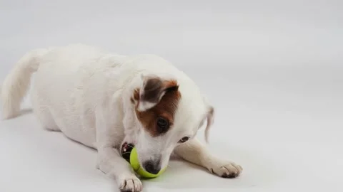 A white dog chewing on a ball . Stock Footage 227899472