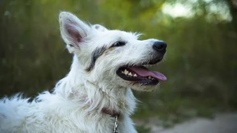 White dog close-up on the background of the forest. Video stock 347366495