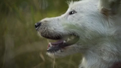 White dog close-up on a background of grass. Video stock 347366573