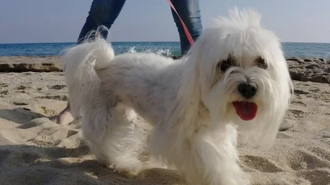 White dog close up looking at camera Stock Footage 118573276