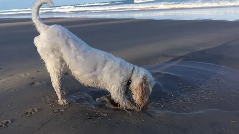 White dog digging at the beach in slow motion Stock Footage 73578621