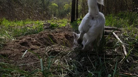 White dog digs a hole in the forest. beautiful background, nature, mountains, fo Stock Footage 74610710