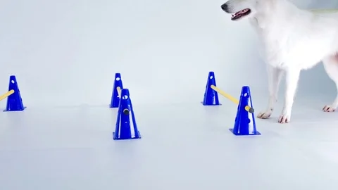 White dog doesn't go over the hurdles but around Stock Footage 83772817