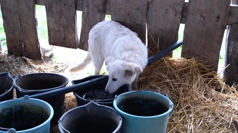 White dog drinking fresh water from a blue bucket inside a rustic pen in barn Stock Footage 332172985