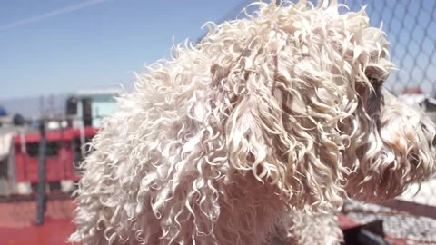 White dog drying in the sun Stock Footage 136615516