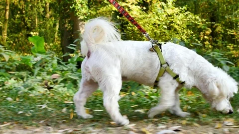 White dog during a stroll. Video stock 97868876