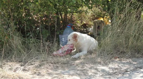White dog eating a bone Stock Footage 60563525