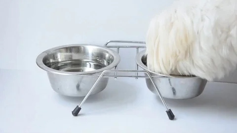 White dog eating his dog food Stock Footage 129767341
