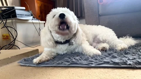 White dog eating snacks Stock Footage 256306788