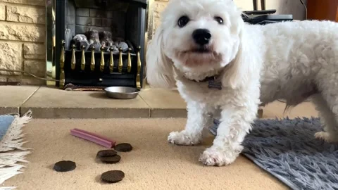 White dog eating snacks Stock Footage 256306793
