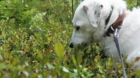 A white dog eats blueberries off a bush in the woods. Stock Footage 275571380