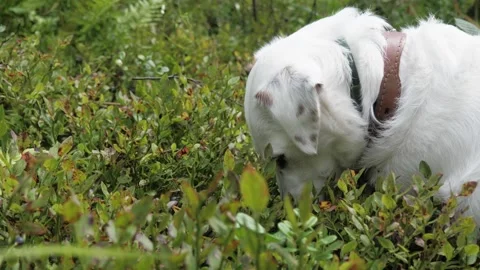 A white dog eats blueberries off a bush in the woods. Stock Footage 275571382