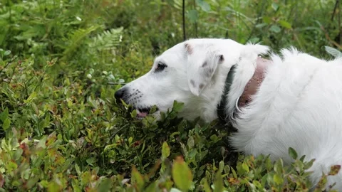 A white dog eats blueberries off a bush in the woods. Stock Footage 275571388
