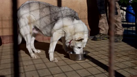 White dog eats from the bowl. Slow motion 4K Stock Footage 336657086